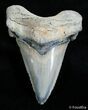 Beautifully Serrated Angustiden Tooth - Inches #2898-1